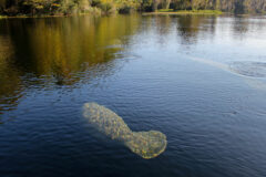 Small image of A manatee swims just below the water's surface, its thick, grayish skin and large, fan-like tail dappled with sunlight.