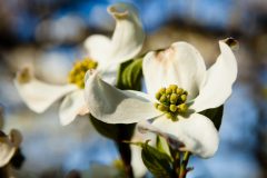 Small image of A closeup of the white bracts of a flowering dogwood, which surround a cluster of olive green buds.