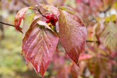 Small image of A closeup of reddish green dogwoord leaves, wet with recent rain, and a cluster of bright red oval-shaped dogwood berries.