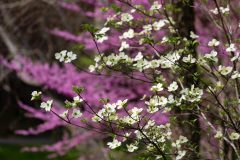 Small image of The white bracts of a flowering dogwood stand out against pink eastern redbud blooms.