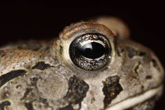 Small image of Close up of a flower toad's eye which has a large black pupil in the dark.