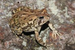 Small image of Fowler toad sits on a rock.