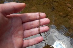 Small image of String of tiny eggs dotted on a ribbon-like strand that sits on a hand.