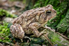 Small image of A fowler's toad sitting on a mossy tree root with pine needles around it. It has large eyes with large pupils and pale yellow irises with black streaks. The warts on its body range from light tans to medium browns.