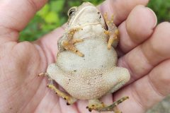 Small image of A fowler's toad on its back in a human's hand. It is showing its pale belly, with no dark markings but the visible creases of its skin. Its feet show yellowish warts and some dark areas.