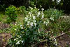 Small image of A clump of foxglove beardtongue blooms in a park, its flower stalks rising above the foliage, producing clusters of white, tubular flowers.
