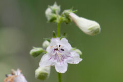Small image of A close-up view of foxglove beardtongue shows white tubular flowers marked with fine violet lines.