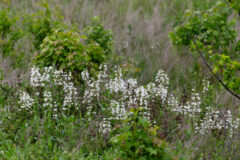Small image of The flower stalks of foxglove beardtongue stand tall above surrounding grasses.