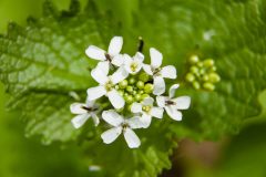 Small image of A closeup of a single cluster of white flowers with four rectangular petals each.