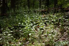 Small image of Garlic mustard spreading all over the forst floor.