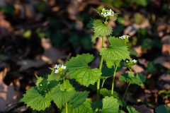 Small image of A closeup of garlic mustard with a few small clusters of white flowers. The leaves are green, heart-shaped and rigged.