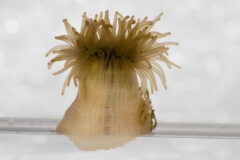 Small image of A close-up view of a ghost anemone with a pinkish stalk and translucent tentacles in a clear plastic tank.