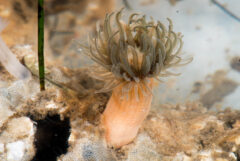 Small image of A ghost anemone with a pinkish stalk and translucent tentacles is seen underwater.
