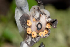 Small image of The petals of a ghost pipe plant are black and shriveled.