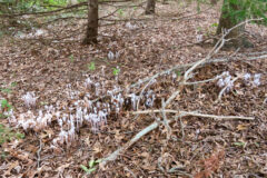 Small image of Ghost pipe plants grow amid dead leaves on a shaded forest floor.