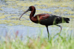 Small image of A breeding adult glossy ibis, wading in a body of water amidst vegetation.