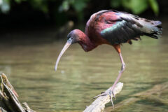 Small image of A breeding adult glossy ibis perches on a rotting branch that stretches over a body of water.