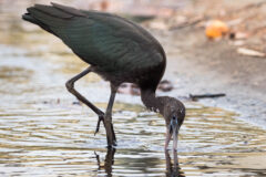 Small image of Near the shore of a body of water, a glossy ibis in nonbreeding plumage bends to dip its beak into the water to feed.