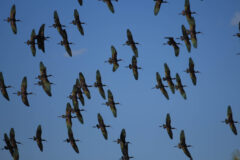 Small image of An underside view of a large group of glossy ibises in flight, silhouetted against a blue sky.