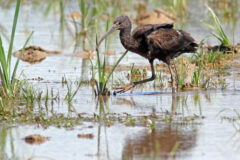 Small image of A glossy ibis with dull, nonbreeding plumage wades through a muddy marsh.