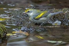 Small image of A golden-winged warbler with yellow accents on its head and wings stands in shallow water.