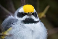 Small image of A close-up of a golden-winged warbler shows its white belly, black eye mask and yellow accent on its head.