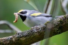 Small image of A golden-winged warbler perches on a tree branch with a caterpillar in its beak.