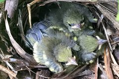 Small image of Young golden-winged warblers gathered in a nest.