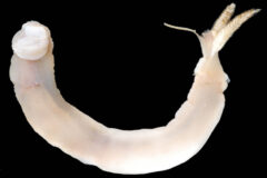 Small image of A close-up view of a Gould's shipworm body shows one muscular end and a narrower end tipped with two hard, segmented structures.