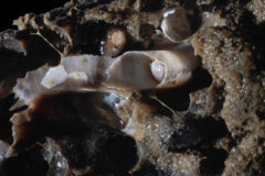 Small image of White cylindrical shells emerge from tunnels in a soggy piece of rotting wood.