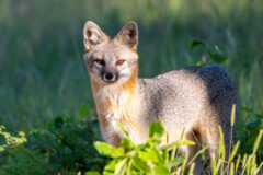 Small image of A gray fox with gray fur, a reddish chest and white cheeks, muzzle and throat stands in a grassy meadow.
