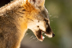 Small image of A close-up view of a gray fox's face shows its white muzzle and black mouth, open to reveal sharp teeth.