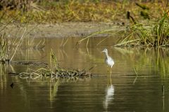 Small image of A wetland with a greater yellowlegs standing in the water next to a clump of grasses, with a muddy shore a ways into the distance.