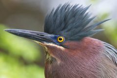 Small image of Close up view of a green heron's head, highlighting the orange-to-yellow coloration of its eye, the dark, shaggy crest of feathers on top of its head, and the dark blue area directly around its eye.