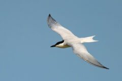 Small image of Gill-billed tern flying with its wings wide.
