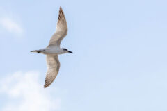 Small image of Photo of gull-billed tern from the underside as it flies.