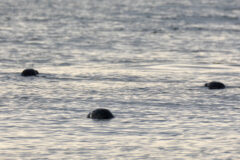 Small image of Three harbor seals hold their heads just above the water's surface.
