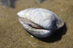 Small image of A thick, brown ligament joins the shell of a hard clam, resting on a sandy beach, at the hinge.