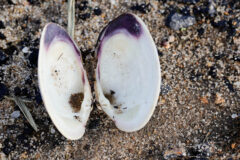 Small image of The former shell of a hard clam rests on the sand, open to reveal a white interior with dark purple patches.