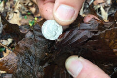 Small image of One hand holds a wet, decaying leaf on which a small Hay's spring amphipod is curled. Another hand holds a dime next to the amphipod, to show the crustacean is less than a centimeter long.