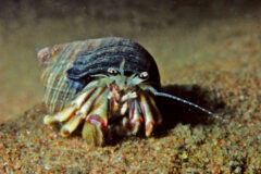 Small image of A long-clawed hermit crab stands on the sandy bed of a waterway.