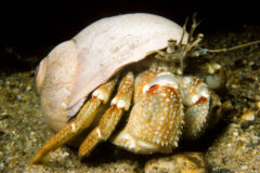 Small image of A broad-clawed hermit crab stands on the sandy bed of a waterway.