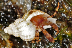 Small image of A banded hermit crab stands on aquatic vegetation.