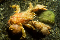 Small image of A broad-clawed hermit crab is seen without a shell on the sandy bed of a waterway.