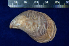Small image of The former shell of a hooked mussel rests on a table next to a ruler indicating it is almost five centimeters long.