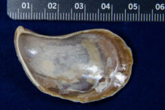 Small image of The former shell of a hooked mussel rests on a table next to a ruler, flipped upside down to reveal a shiny cream and purple interior.