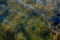 Small image of Large patch of horned pondweed under the water.