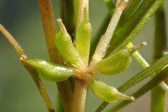 Small image of Seeds resembling horns grows off greenish-brown grassy stems.