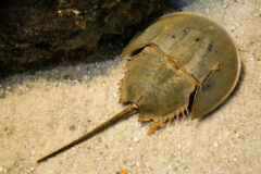 Small image of A horseshoe crab rests on the sandy bottom of a waterway.