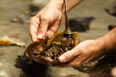 Small image of Two hands lift a horseshoe crab out of the water, held belly-up to reveal its jointed legs.